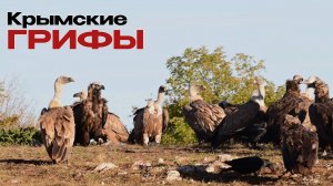 Черные грифы и Белоголовые Сипы обедают в Крымских горах.