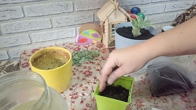 Маслята в октябре. Новые растишки. Пришлось купить некондицию. СЕМЬЯ НА ДАЧЕ #285.