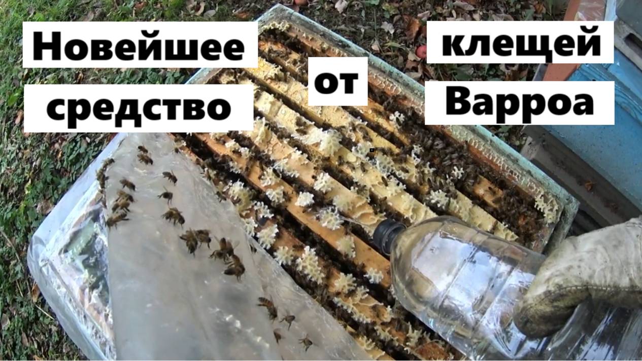 Самое безвредное средство от клещей Варроа.