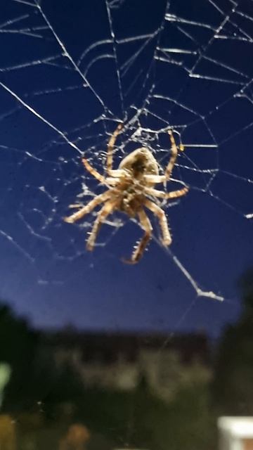 АРАХНА, СОБСТВЕННОЙ ПЕРСОНОЙ ... смотреть онлайн