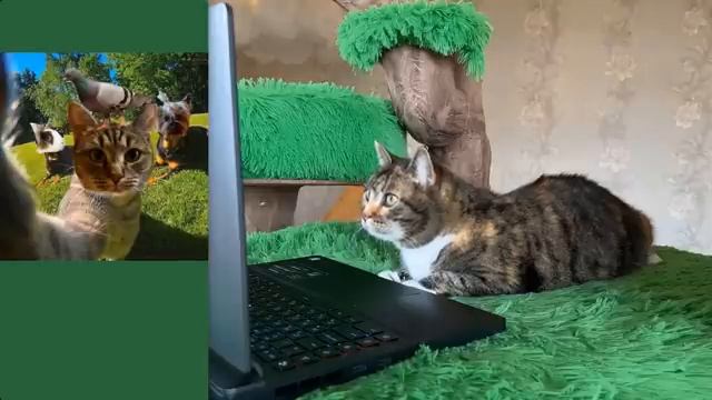 новогодние мемы
