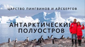 Экспедиционный круиз в Антарктиду. Каких животных и птиц можно увидеть.
