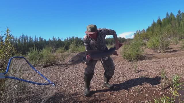 Пошли хорошие таймени ! Встреча с С.С. Митягиным и его командой. Чесноков ловит свой рекорд!