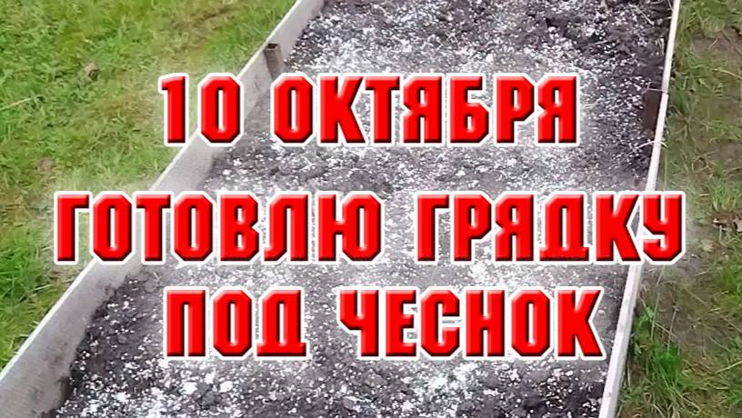 10 октября. Как я готовлю грядку под чеснок