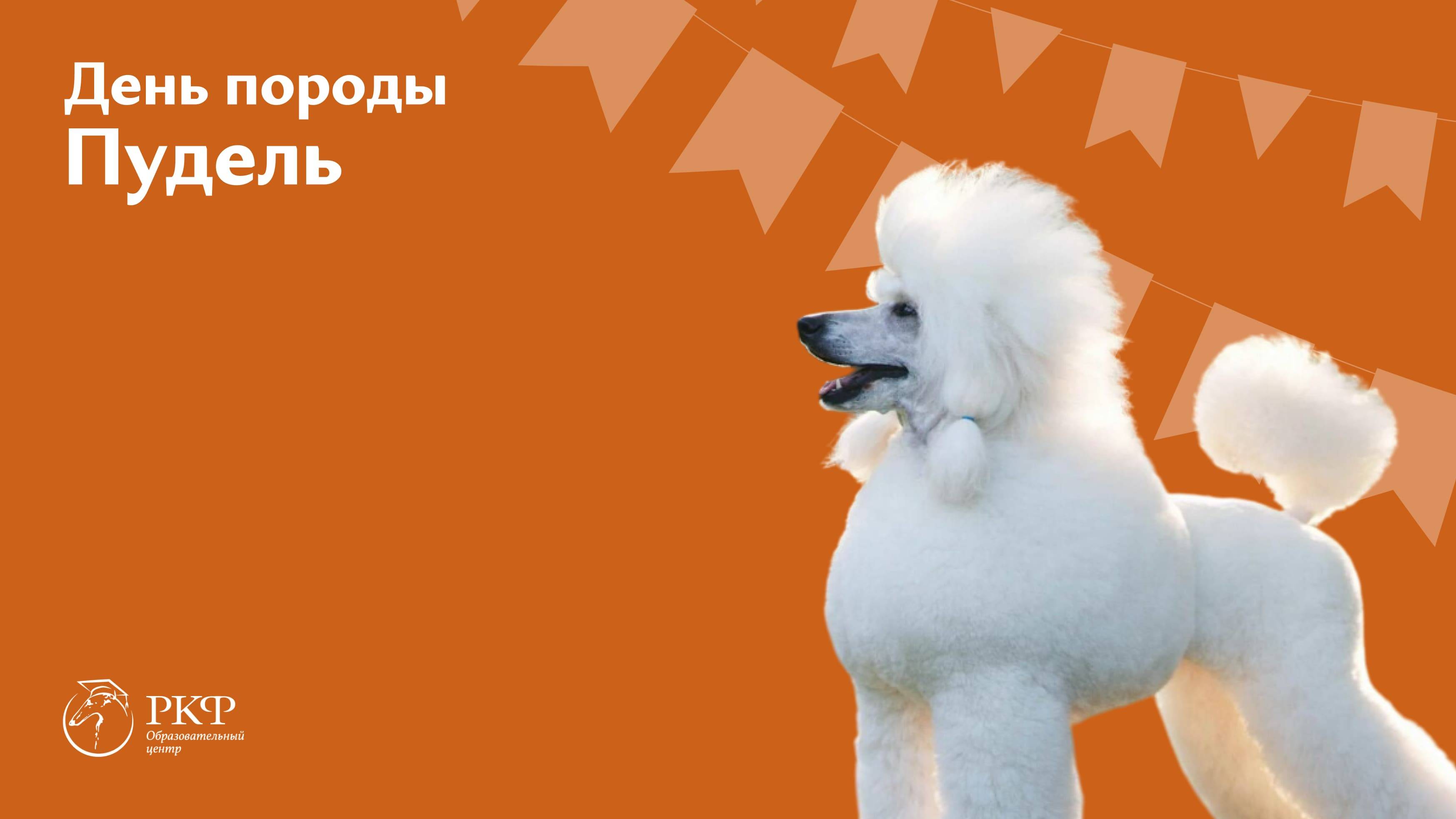 День породы Пудель 11 октября 2025