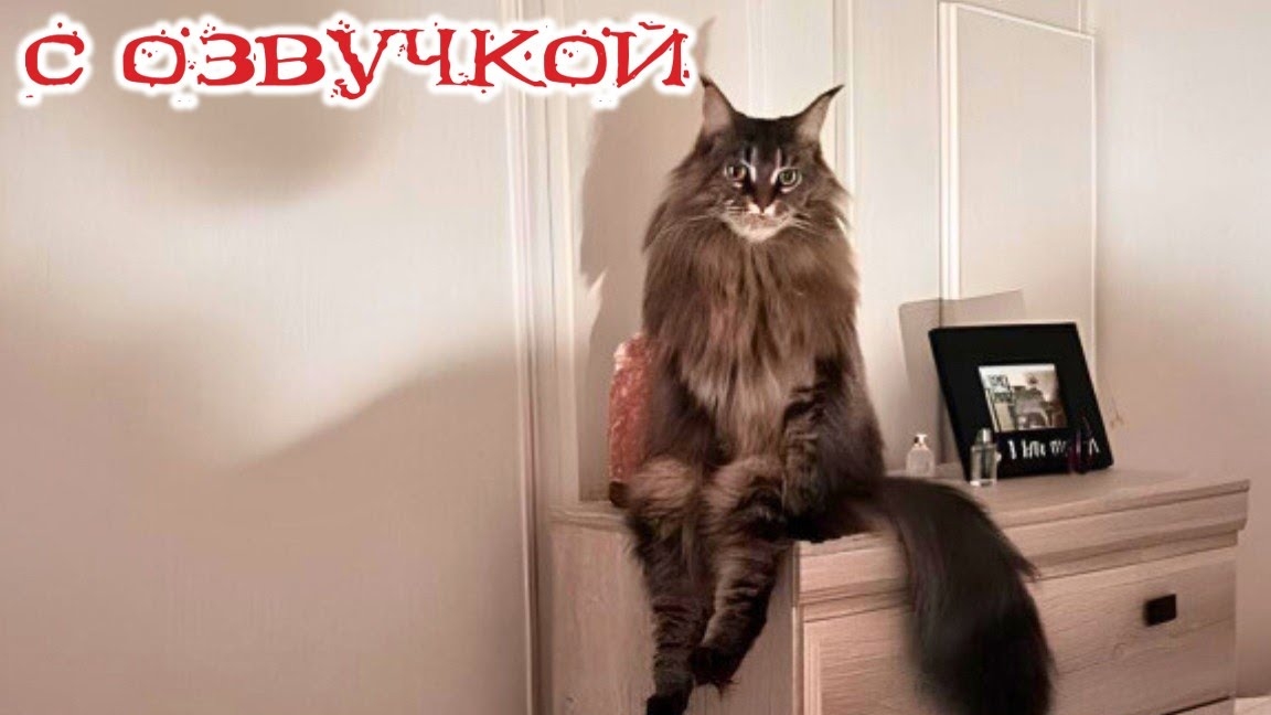 Приколы с котами! С ОЗВУЧКОЙ! Смешные коты и собаки! Смешные видео с животными!