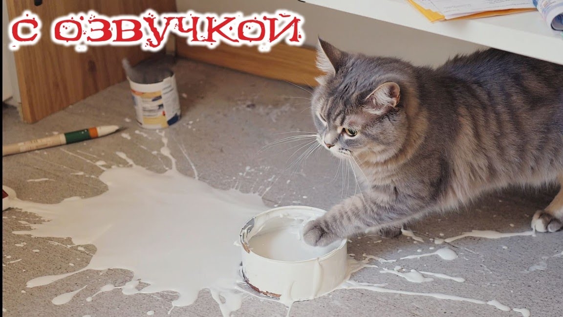 Приколы с котами! Смешные коты! С ОЗВУЧКОЙ! САМЫЕ СМЕШНЫЕ ЖИВОТНЫЕ!!! Смешные видео с котами!
