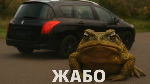 Переклейка жабо лобового стекла Пежо 308