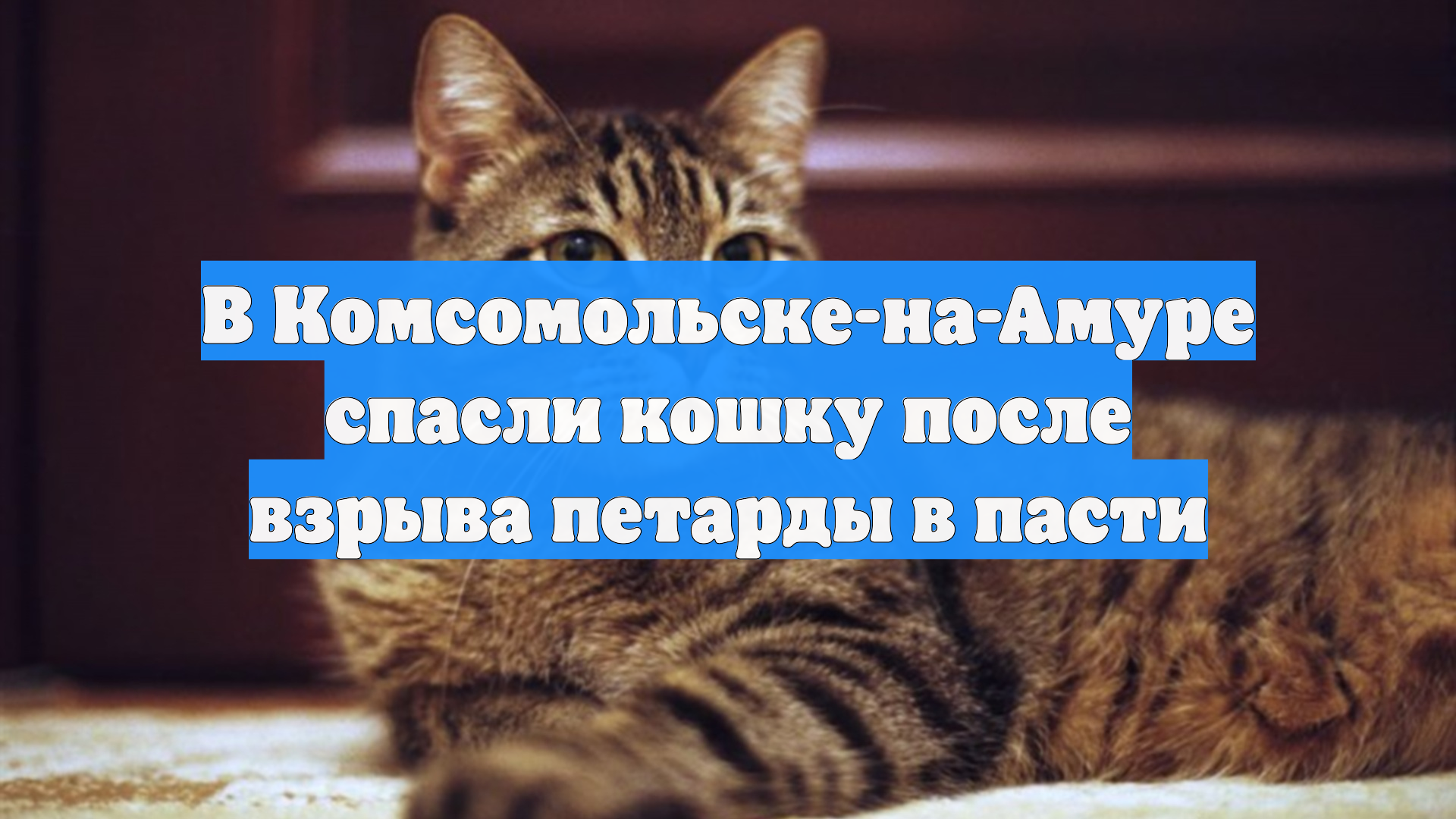 В Комсомольске-на-Амуре спасли кошку после взрыва петарды в пасти