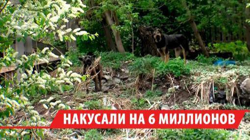 6 млн рублей выплачено в Иркутской области пострадавшим от укусов бездомных собак