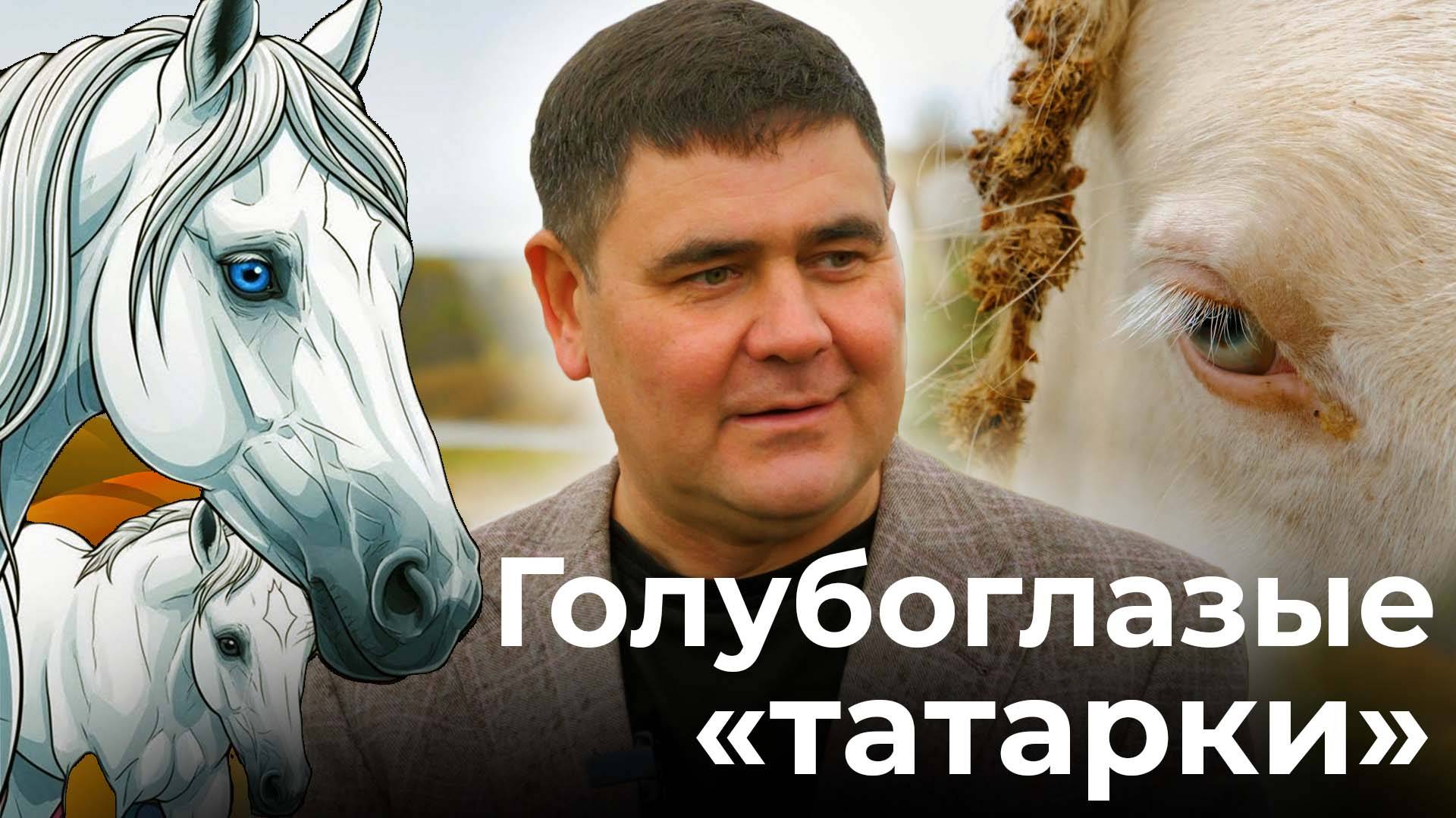 Голубоглазые «татарки» и любовница для жеребца. Фермер из Татарстана разводит мясных татарских коней