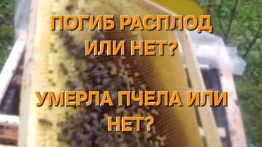 Погиб расплод ,или нет, умерла  пчела, или нет.