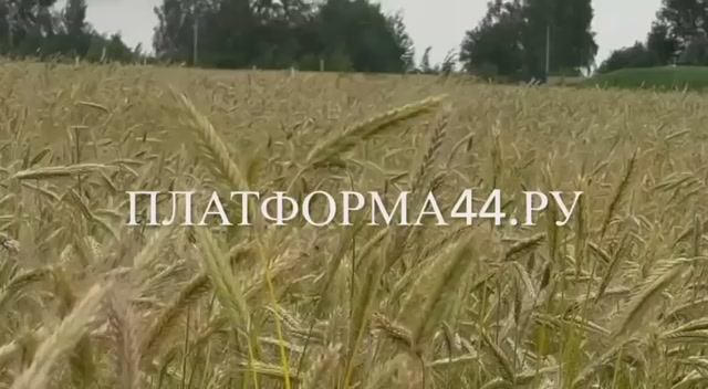 МЕДИА ПОЛЕ. ПЛАТФОРМА44.ру