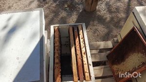 Обнаружил маточник , матка есть.