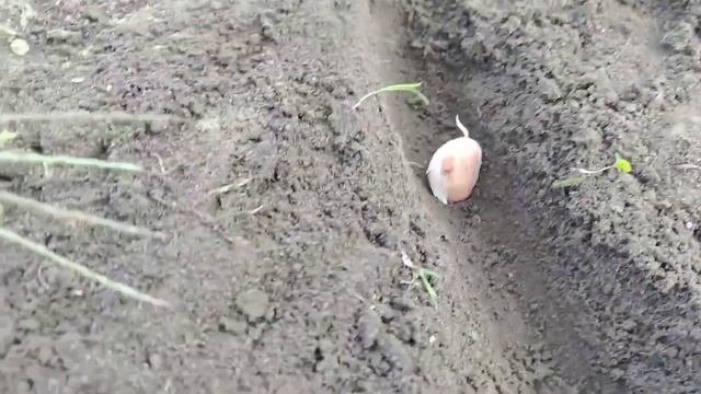 Метод посадки чеснока осенью