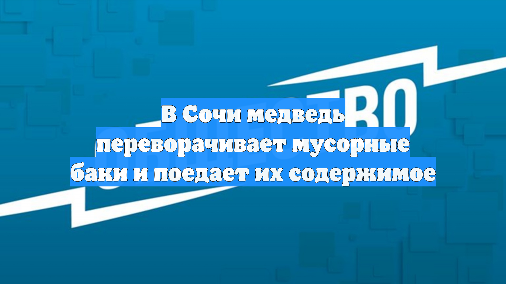 В Сочи медведь переворачивает мусорные баки и поедает их содержимое