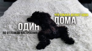 Один Дома. Вот такая преданность