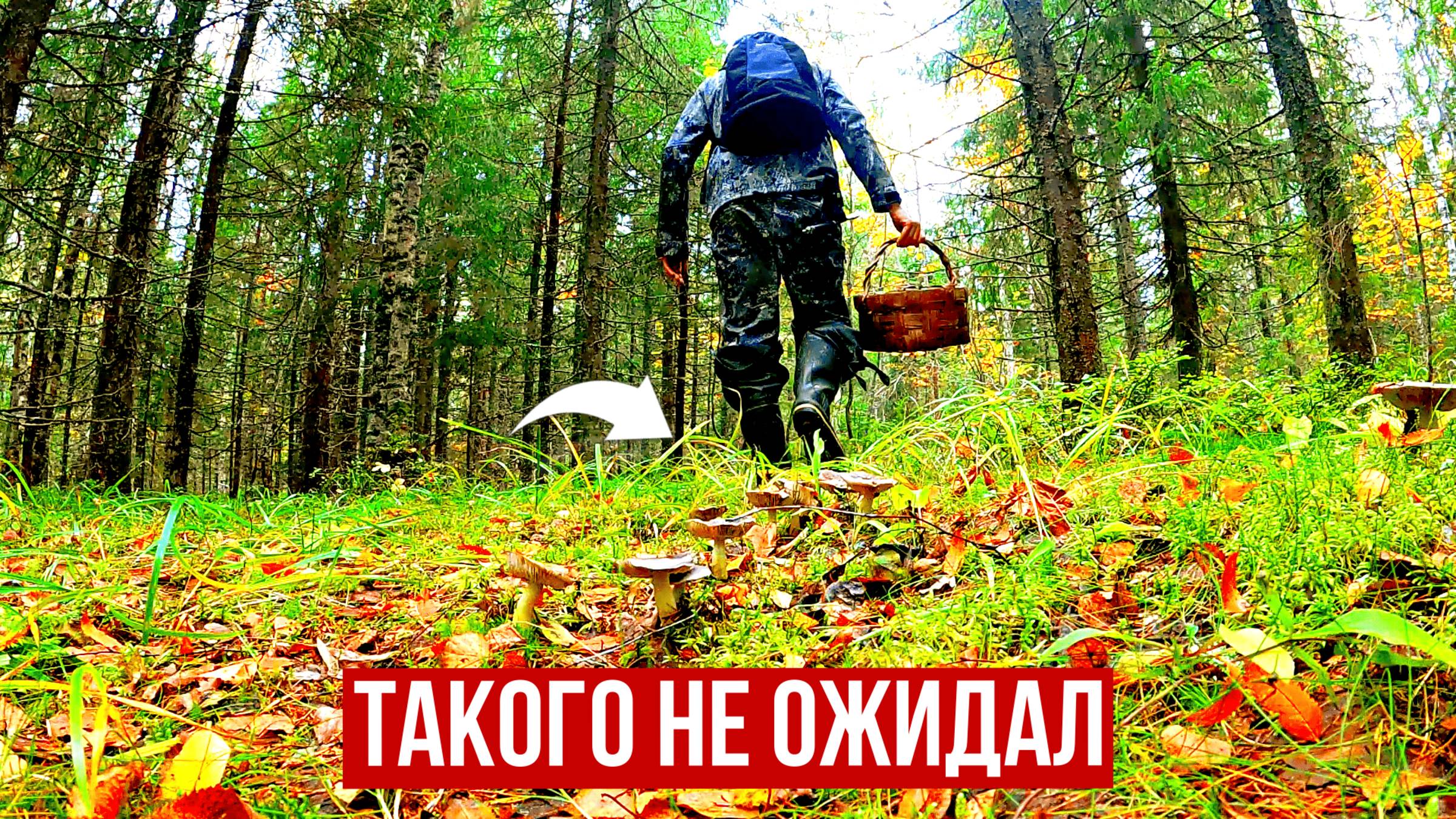 ГРИБНИК ЗАШЕЛ В ЕЛИ И ОБАЛДЕЛ! ОДИН В ЛЕСУ ТАКОГО НЕ ОЖИДАЛ! СОБРАЛ И ЗАГОТОВИЛ ГРИБЫ 2025