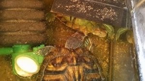 красноухие черепахи, утро 10-10-2025