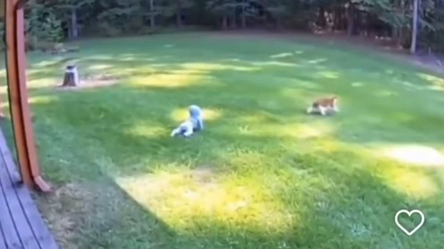 Коты массово спасают младенцев от медведей #shorts