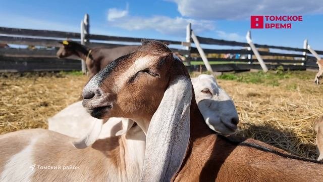 Томичей пригласили на необычный концерт