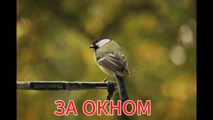 НА ОКОННОЙ КОРМУШКЕ ДЛЯ ПТИЦ