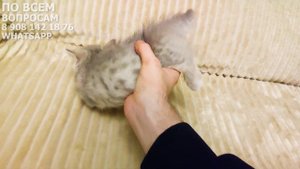 Продаётся котёнок манчкин (мини)