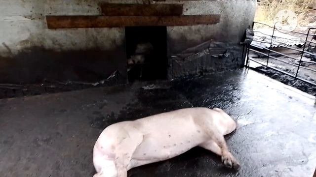 Опоросилась Пьетренша. Последний кабанчик в этом году.