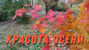 Красота осени