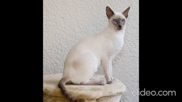 Котики