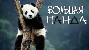 Большая панда удивительные факты