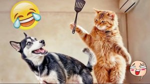 ПРИКОЛЫ С КОТАМИ  Угарные коты и собаки заставят вас смеяться Самые смешные животные