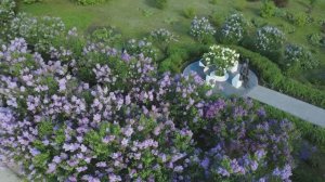 «Сиреневые ночи». На пути к проекту