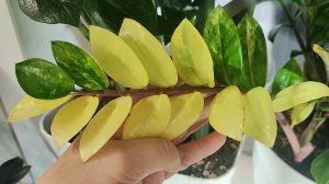 ВАРИЕГАТНЫЙ ЗАМИОКУЛЬКАС, как стимулировать и почему теряется окрас листьев