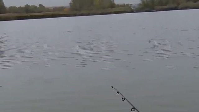 Шоу с каресем