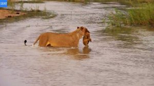 Важная львица перевела львят через речку, не обращая внимания на туристов