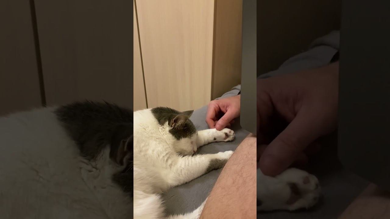 Спят усталые игрушки кошки спят на на на на на cat catlover