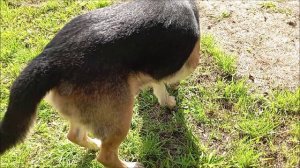 Собака. Том.