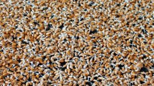 Салат с ростками пшеницы