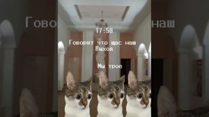 Мой отчетный концерт мемные коты