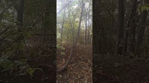 1000071082.mp4🎶Эхо Любви 🎶