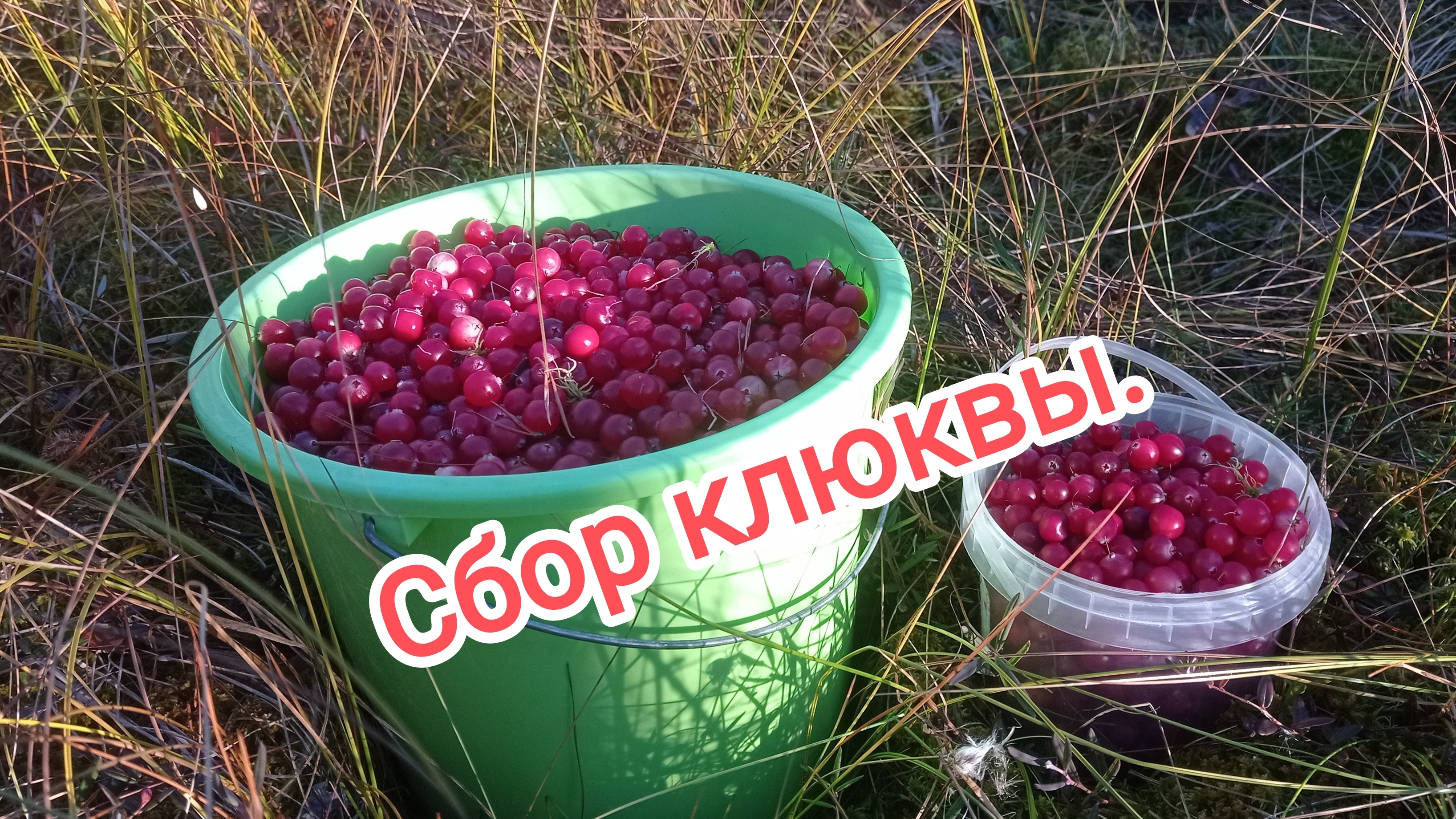 Сбор клюквы.
