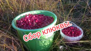 Сбор клюквы.