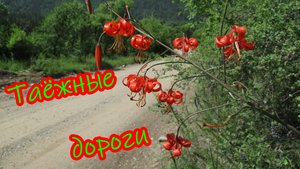 Чикойские кедровники. Начало пути.