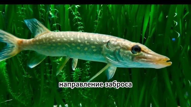 Делая это, вы никогда не поймаете щуку! Вот почему.