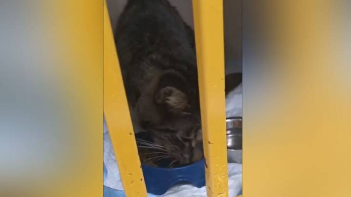 Кошку из Комсомольска-на-Амуре, которой подожгли петарду во рту, прооперировали