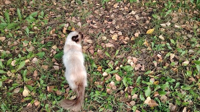 Кошка - кумушка голубушка, куда пошла?.......