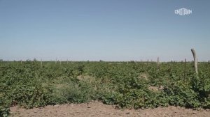 Вино и горы. Документальный фильм