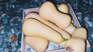 Урожай зимнего кабачка