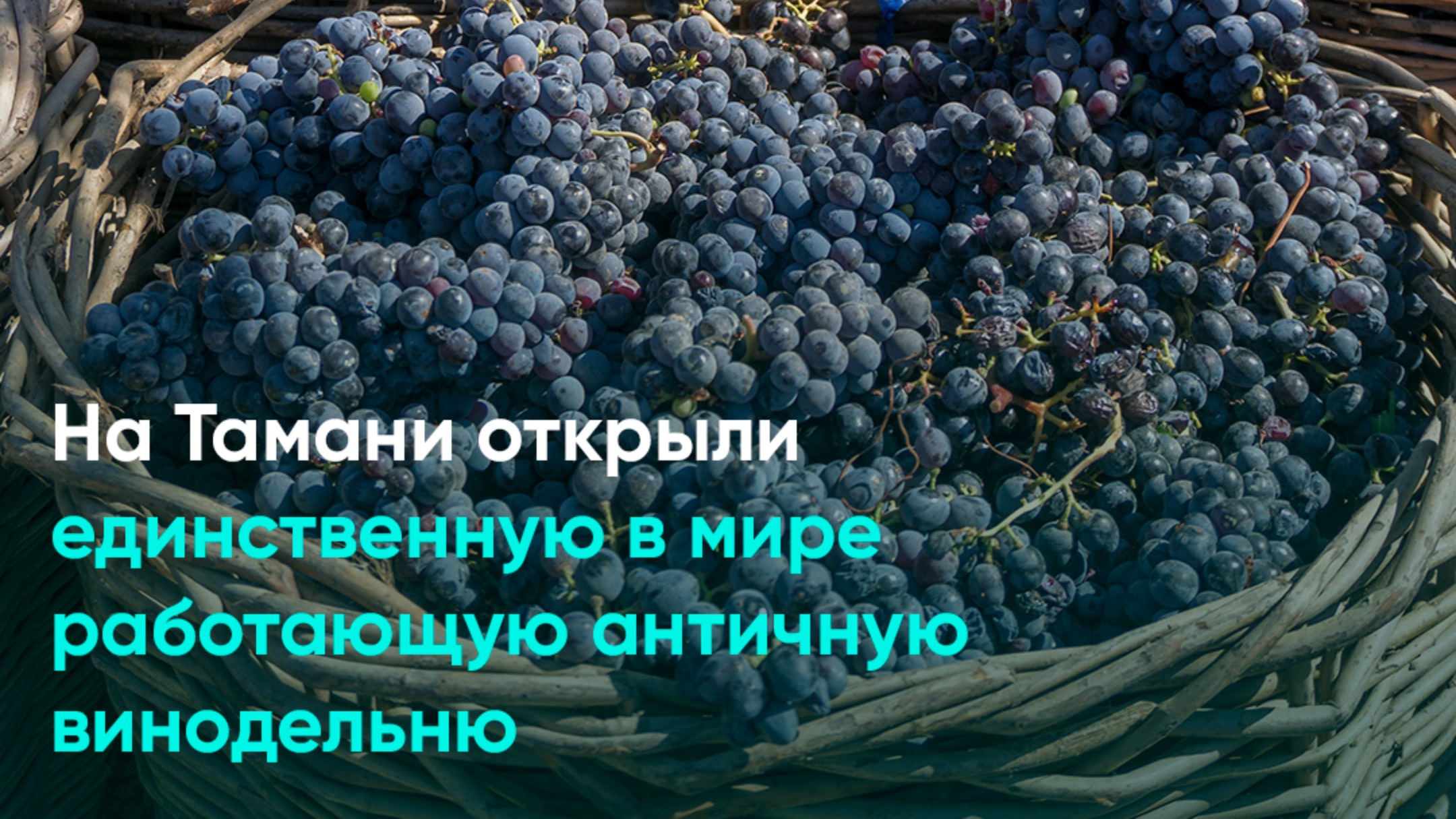 На Тамани открыли единственную в мире работающую античную винодельню